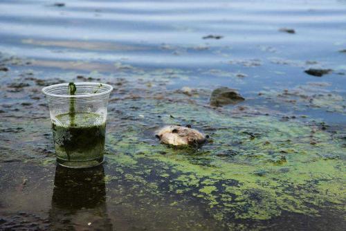 河北博野水污染承担什么责任